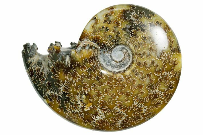 Polished Ammonite (Cleoniceras) Fossil - Madagascar #352374